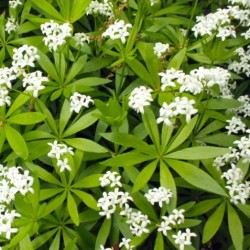Aspérule odorante