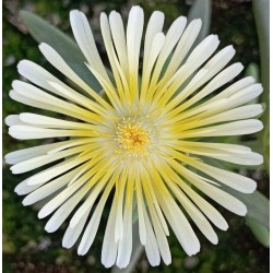 Delosperma Suntropics Cream