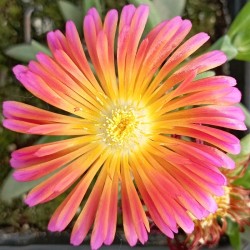 Delosperma Ocean Sunset...