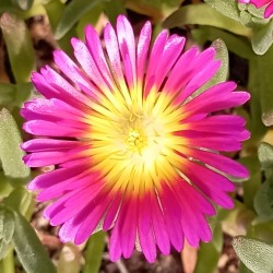 Delosperma Suntropics Purple