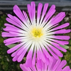 Delosperma Suntropics Hot Pink