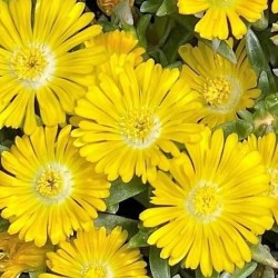 Delosperma Golden