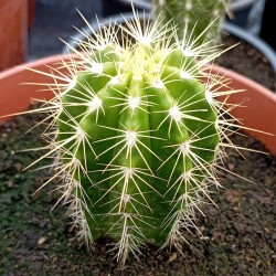 Echinocereus coccineus