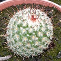 Mammilliaria Bombycina
