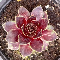 Sempervivum Chick Charms...