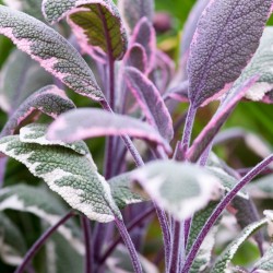 Sauge officinale tricolore...