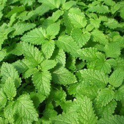 Mélisse citronnelle...