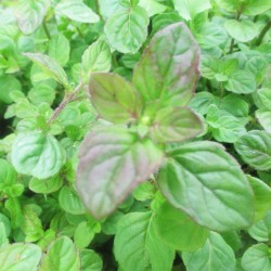 Menthe Aquatique 1 Litre