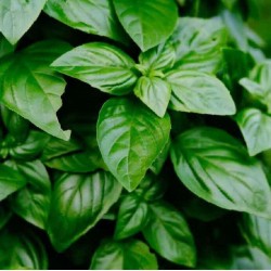 Menthe Basilic 1 Litre