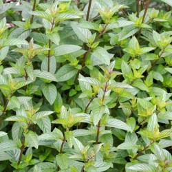 Menthe Baume du tigre 1 Litre