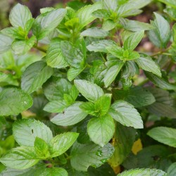 Menthe Bergamote 1 Litre