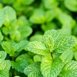 Menthe Caramel 1 Litre