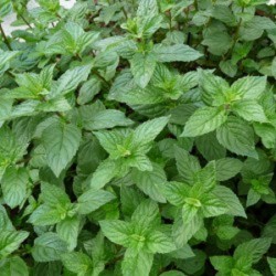 Menthe Cassis 1 Litre