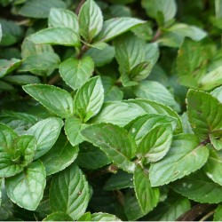 Menthe Chocolat 1 Litre