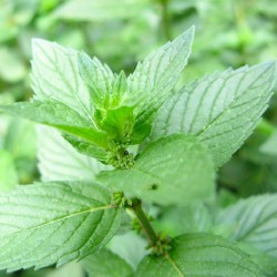 Menthe Citron 1 Litre