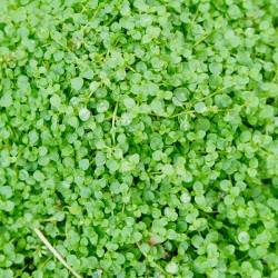 Menthe Corse 1 Litre