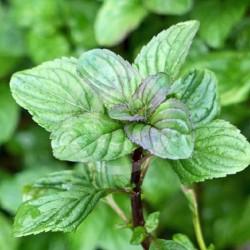 Menthe Eau de Cologne 1 Litre