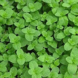 Menthe Fraise 1 Litre