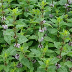 Menthe Gingembre 1 Litre
