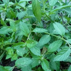 Menthe Glaciale 1 Litre