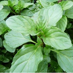 Menthe Lavande 1 Litre