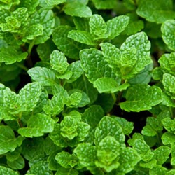 Menthe Marocaine 1 Litre