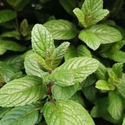 Menthe Mojito 1 Litre