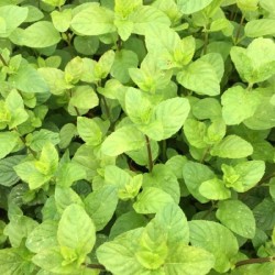 Menthe Orange 1 Litre