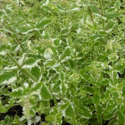 Menthe Panachée 1 Litre