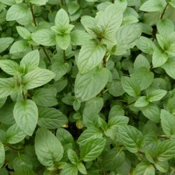 Menthe Poivrée 1 Litre