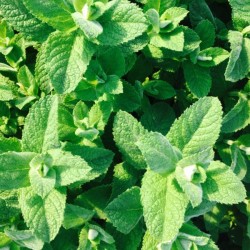 Menthe Pomme 1 Litre