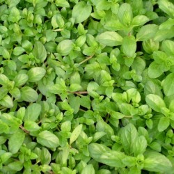 Menthe Pouliot 1 Litre