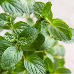 Menthe Réglisse 1 Litre