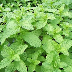 Menthe Suisse 1 Litre