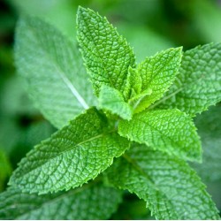 Menthe Vanille 1 Litre