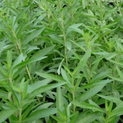 Verveine Menthe 1.5 Litres