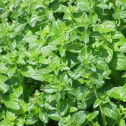 Calament Nepeta Citron 1 Litre