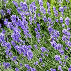 Lavande officinale vraie 2...