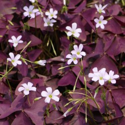Oxalis pourpre 1.5 Litres
