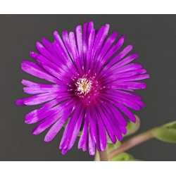 Delosperma Cooperi pourpre