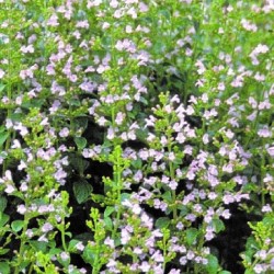 Calament Nepeta 1 Litre