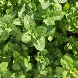 Menthe Mitcham 1 Litre