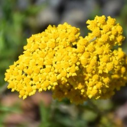 Achillée millefeuille jaune