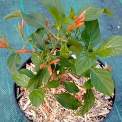Muicle - Justicia spicigera