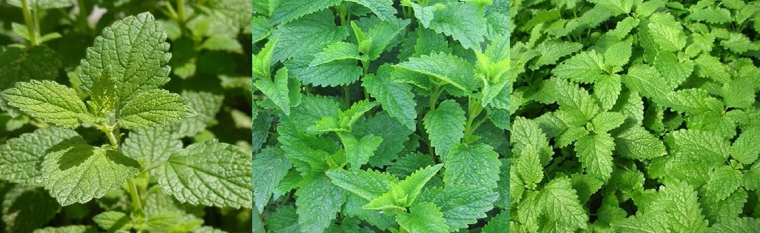 plantes mélisses en lot de 3